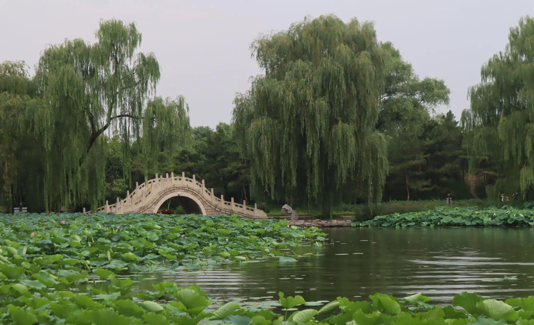 Shexin Bridge and the lotus pond â how thick the lotus leaves grow