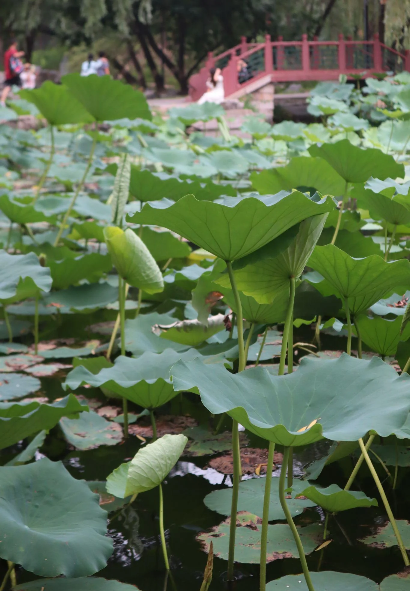 Lotus leaves