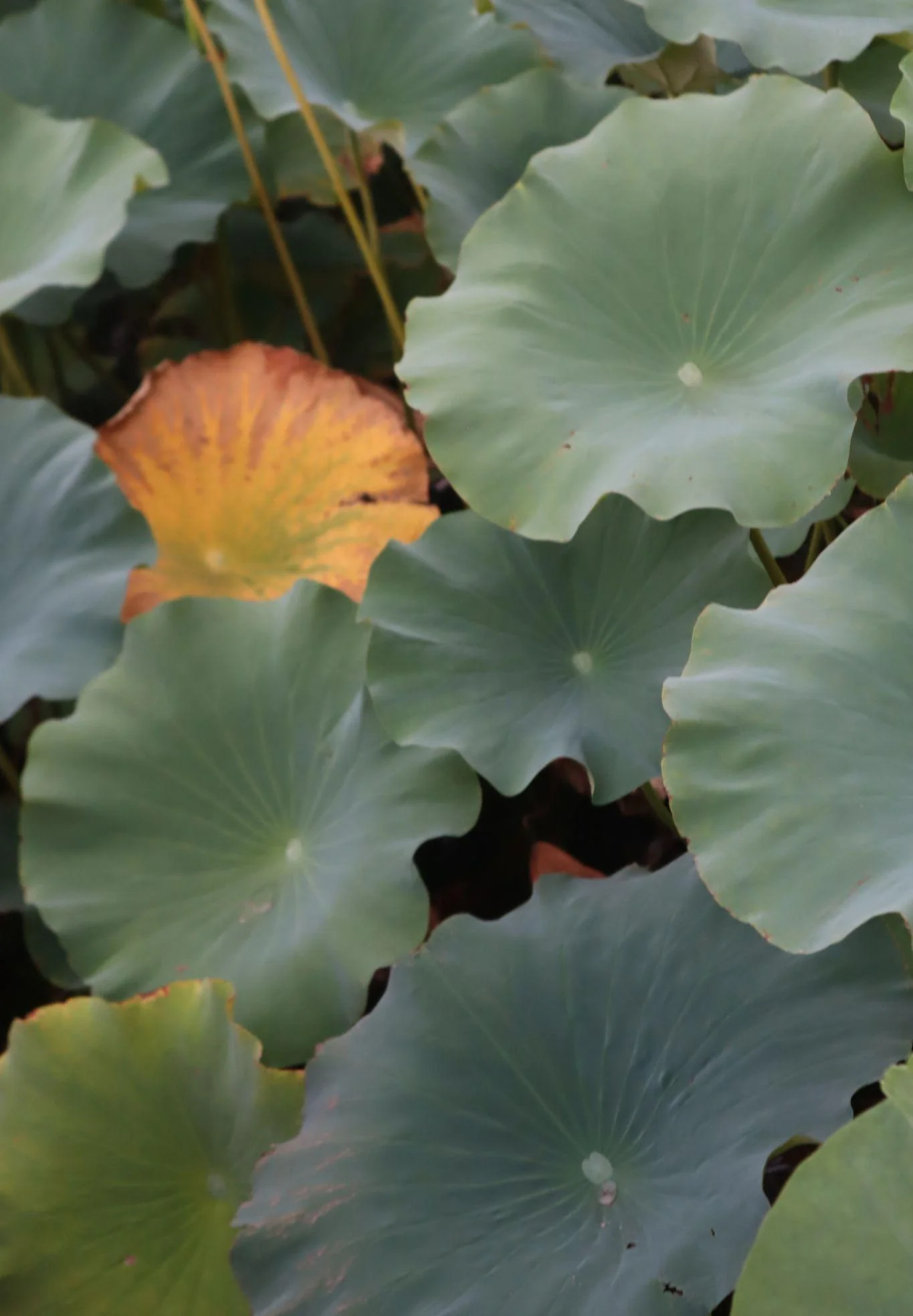 Green and yellow