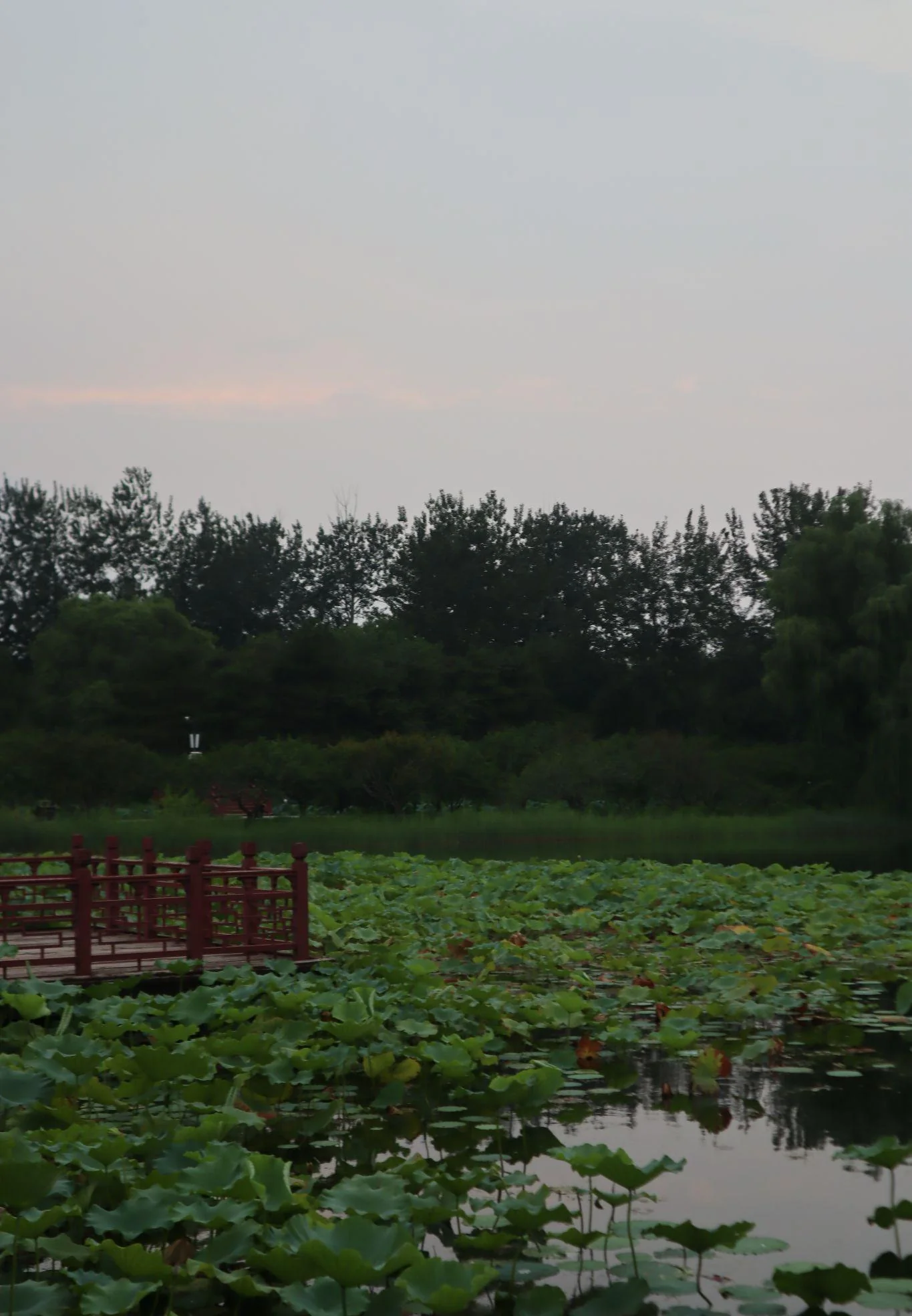 Breeze-ruffled lotus, as at Quyuan