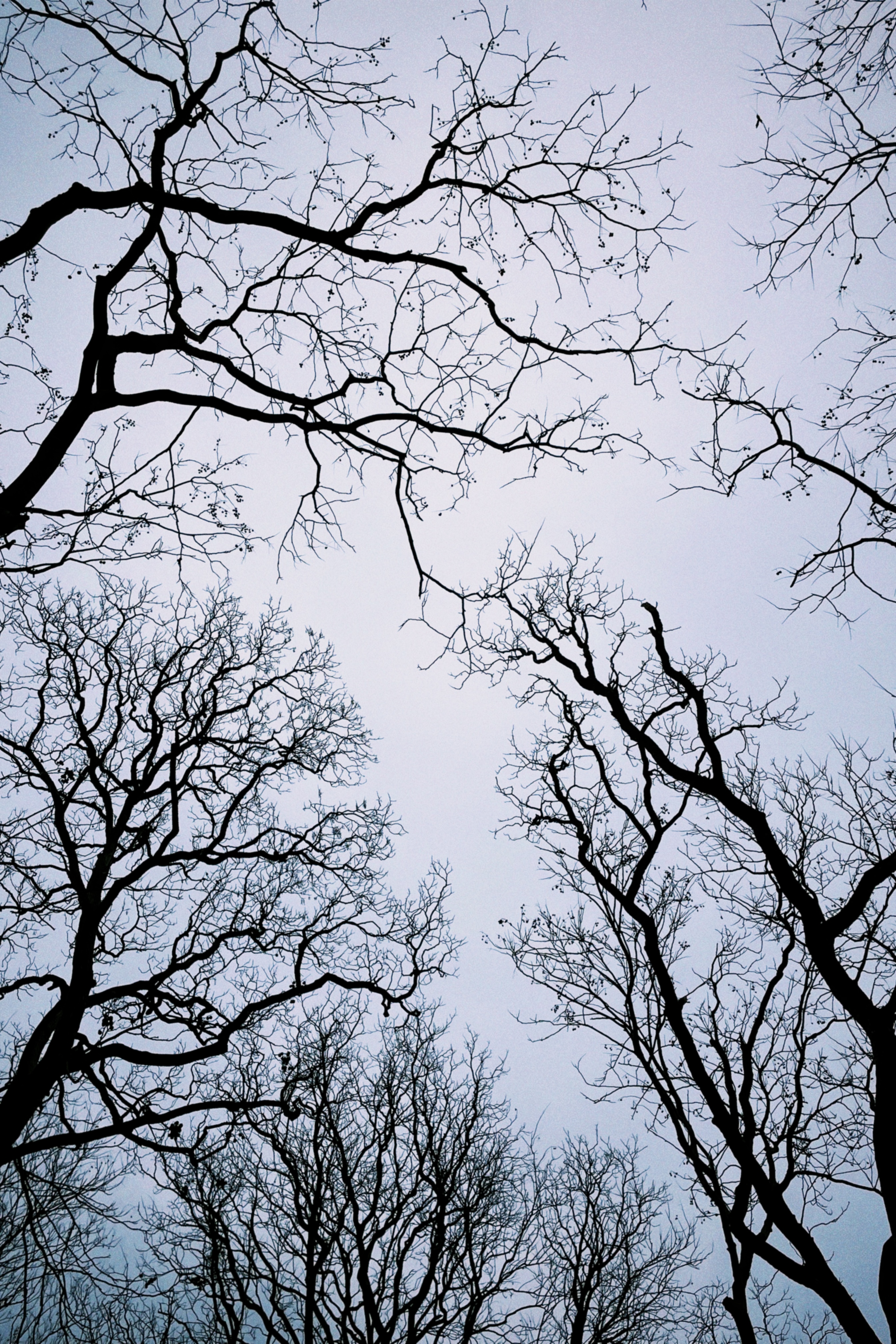 西湖杨公堤的冬日枝桠——分形与递归